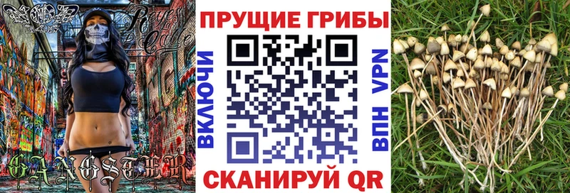 omg вход  Багратионовск  Псилоцибиновые грибы ЛСД 